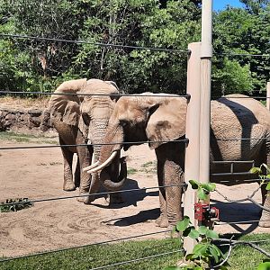 African Elephants - Moshi and Shenga