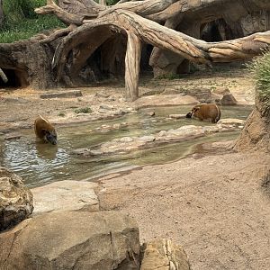 Red River Hogs (7/3/24)