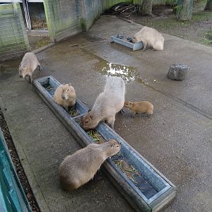 Capybara family