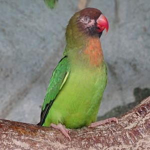 One-eyed lovebird