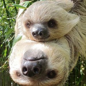 Mother and baby two-toed sloth