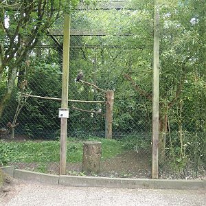 Bald eagle and White-tailed sea eagle aviary, 2024-05-21