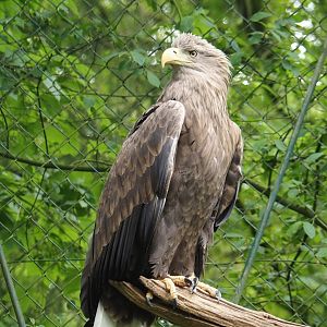 White-tailed sea eagle (Haliaeetus albicilla), 2024-05-21