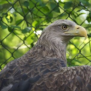 White-tailed sea eagle (Haliaeetus albicilla), 2024-05-24