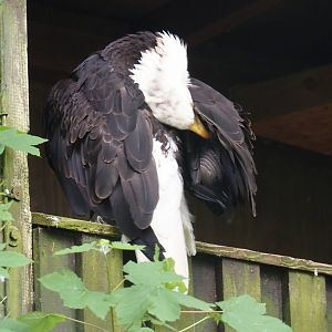 Bald eagle (Haliaeetus leucocephalus), 2024-05-21