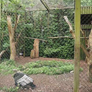 Andean condor and Southern crested caracara aviary, 2024-05-21