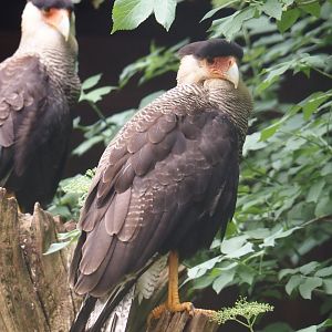 Southern crested caracara  (Caracara plancus plancus), 2024-05-21