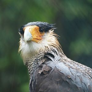 Southern crested caracara  (Caracara plancus plancus), 2024-05-22