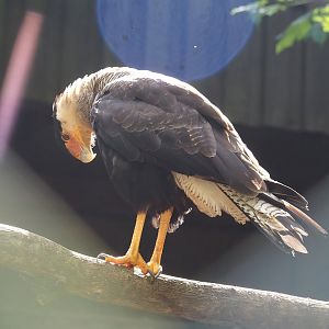 Southern crested caracara  (Caracara plancus plancus), 2024-05-24