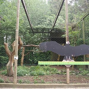 Andean condor aviary, 2024-05-21