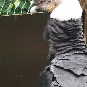 Andean condor (Vultur gryphus), 2024-05-22