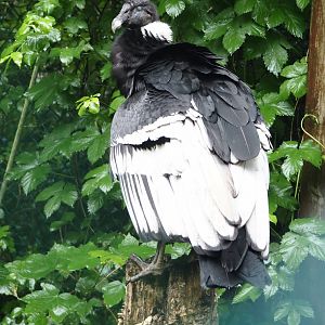 Andean condor (Vultur gryphus), 2024-05-22