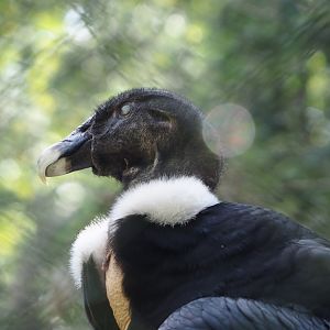 Andean condor (Vultur gryphus), 2024-05-24