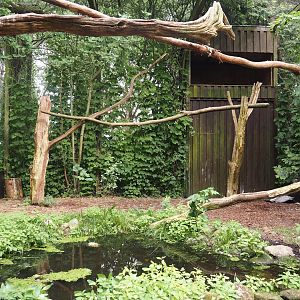 Andean condor aviary, 2024-05-21