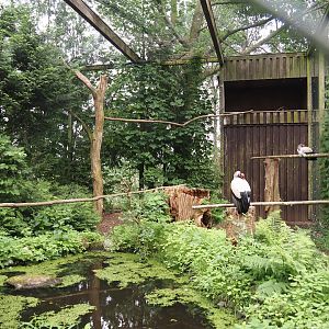 King vulture aviary, 2024-05-21