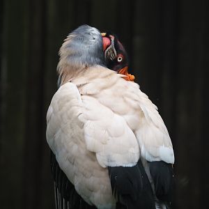 King vulture (Sarcoramphus papa), 2024-05-21