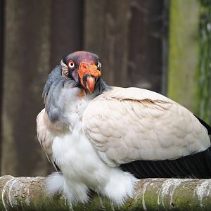 King vulture (Sarcoramphus papa), 2024-05-21