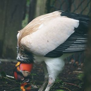 King vulture (Sarcoramphus papa), 2024-05-22