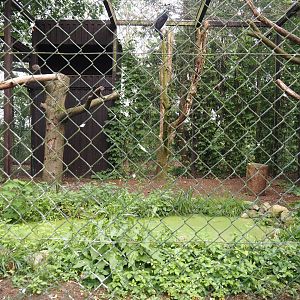 Harpy eagle aviary, 2024-05-21