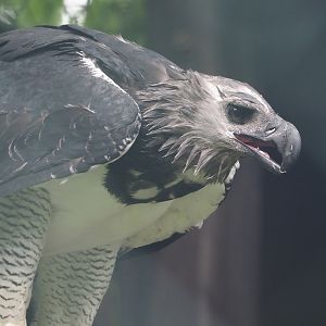 Harpy eagle (Harpia harpyja), 2024-05-22