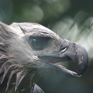 Harpy eagle (Harpia harpyja), 2024-05-22