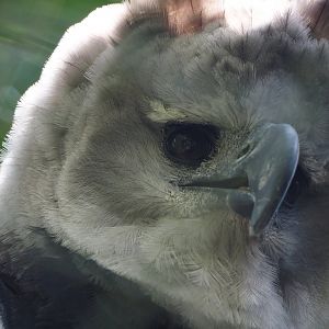 Harpy eagle (Harpia harpyja), 2024-05-24