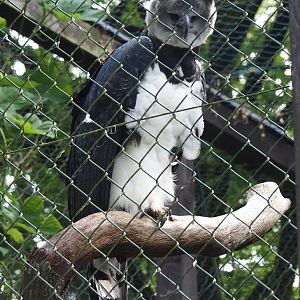 Harpy eagle (Harpia harpyja), 2024-05-24