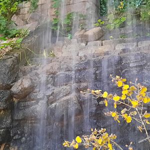 RainForest - Waterfall Cinematic Shot
