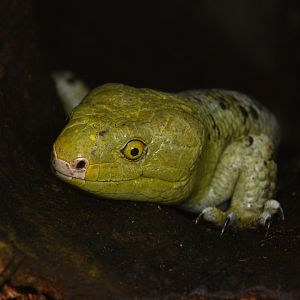 Bougainville prehensile-tailed skink (Corucia zebrata alfredschmidti)