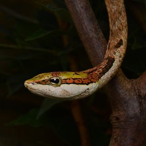 Southern twig snake (Thelotornis capensis)
