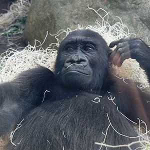 Kayembe, the young male Western Lowland Gorilla at the Cleveland Metroparks Zoo.