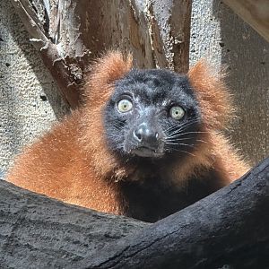 Red Ruffed Lemur at the Cleveland Metroparks Zoo.
