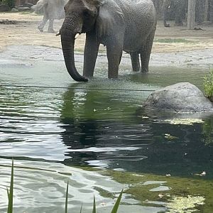 Female elephant at the Cleveland Metroparks Zoo.