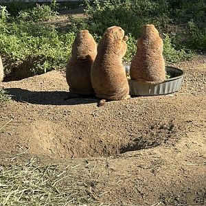 Black-Tailed Prairie Dogs