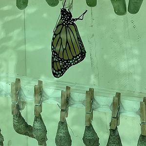 Butterfly in the Box