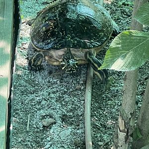 Eve the Common Cooter