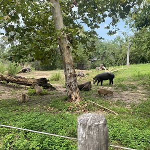 4 Species in Pantanal Grassland