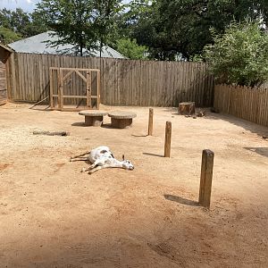 Goat Yard Damage