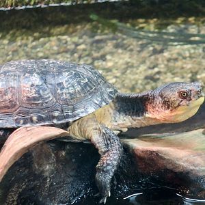 Blanding's Turtle (Emydoidea blandingii) - Cold Spring Harbor Fish Hatchery & Aquarium