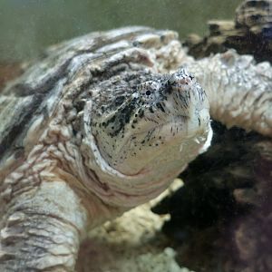 Common Snapping Turtle (Chelydra serpentina) - Cold Spring Harbor Fish Hatchery & Aquarium