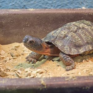 North American Wood Turtle (Glyptemys insculpta) - Cold Spring Harbor Fish Hatchery & Aquarium