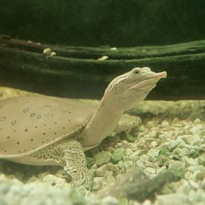 Northern Spiny Softshell Turtle (Apalone spinifera spinifera) - Cold Spring Harbor Fish Hatchery & Aquarium