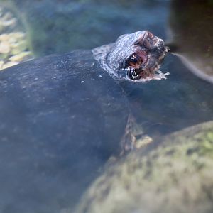 Bog Turtle (Glyptemys muhlenbergii) - Cold Spring Harbor Fish Hatchery & Aquarium