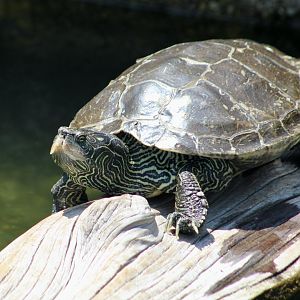 Northern Map Turtle (Graptemys geographica) - Cold Spring Harbor Fish Hatchery & Aquarium