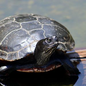Northern Red-Bellied Cooter (Pseudemys rubriventris) - Cold Spring Harbor Fish Hatchery & Aquarium