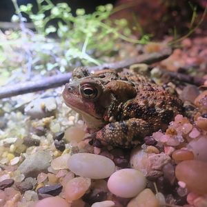 Eastern American Toad (Anaxyrus americanus americanus) - Cold Spring Harbor Fish Hatchery & Aquarium