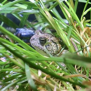 Fowler's Toad (Anaxyrus fowleri) - Cold Spring Harbor Fish Hatchery & Aquarium