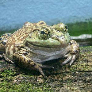 American Bullfrog (Lithobates catesbeianus) - Cold Spring Harbor Fish Hatchery & Aquarium