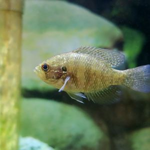 Banded Sunfish (Enneacanthus obesus) - Cold Spring Harbor Fish Hatchery & Aquarium