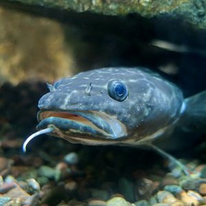 Burbot (Lota lota) - Cold Spring Harbor Fish Hatchery & Aquarium